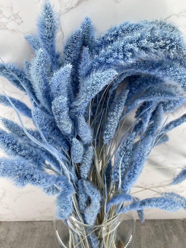 Setaria Celeste
