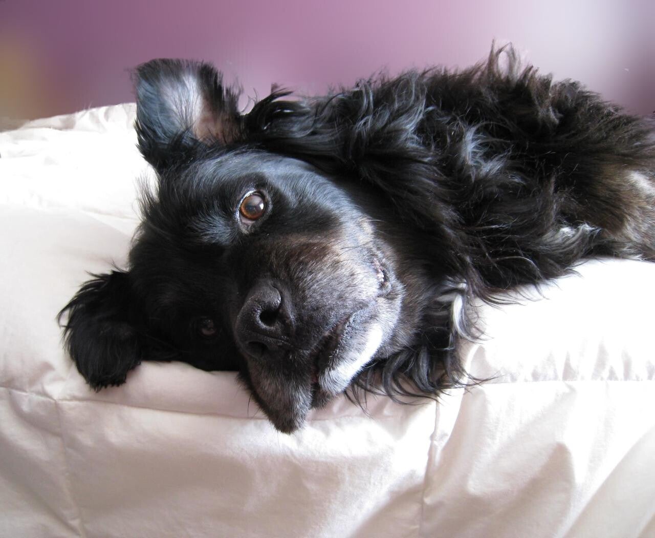 Webster. 100% cross breed black dog