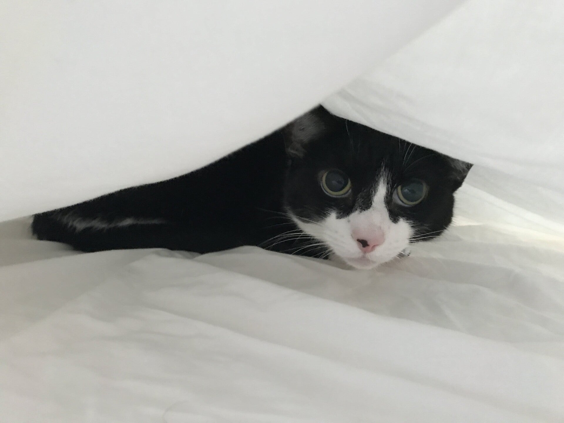 Button, Black & white kitten under bed sheets