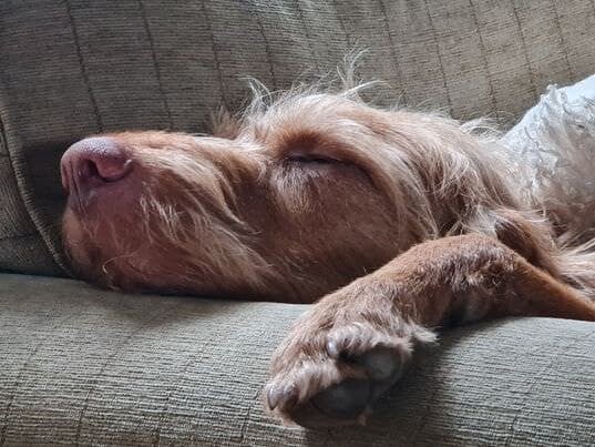 Dog resting his head at the end of a sofa.