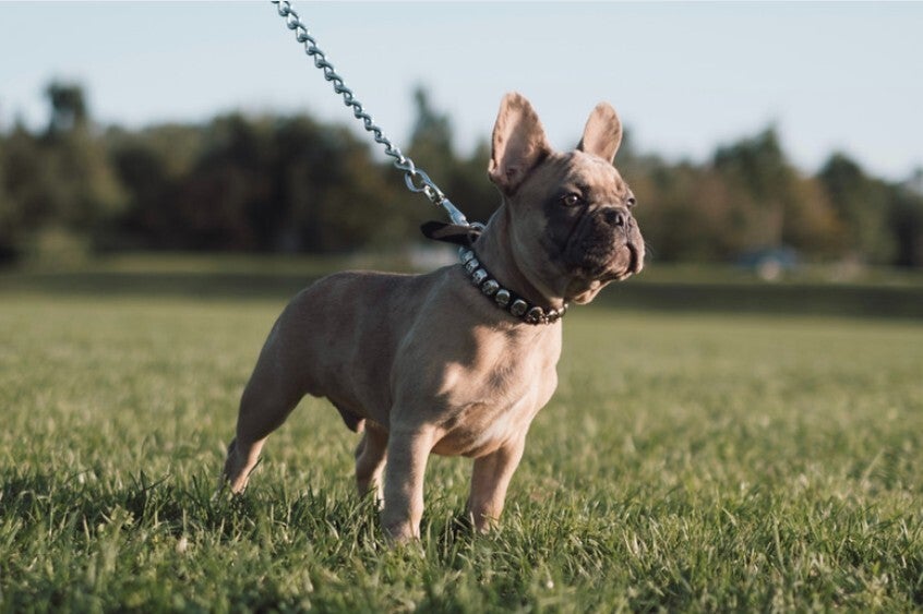 Small Brown Frenchi dog, on a lead , in a park.