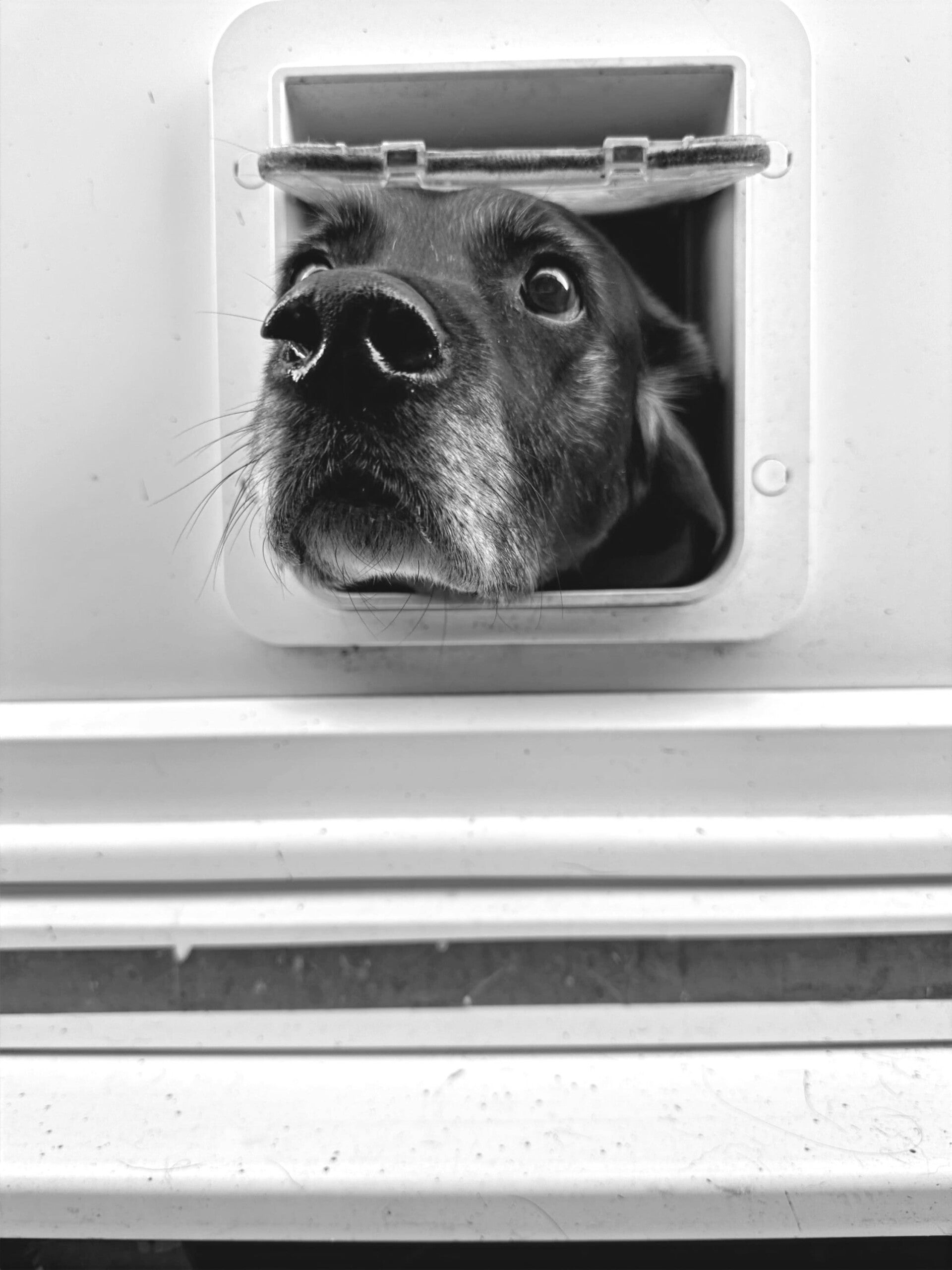 Sprocket, the face of security. Black cross breed 