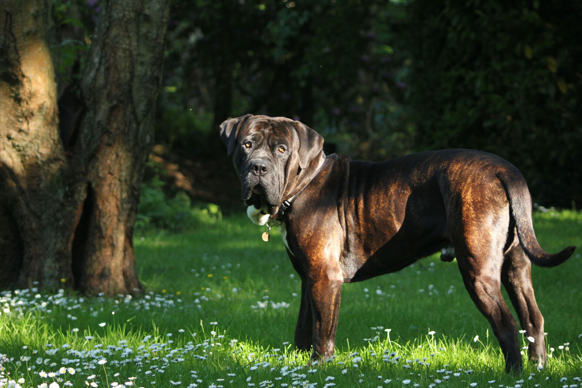 Brown English Mastiff standing is a garden by a tree, on a sunny day