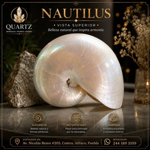 🐚 NAUTILUS