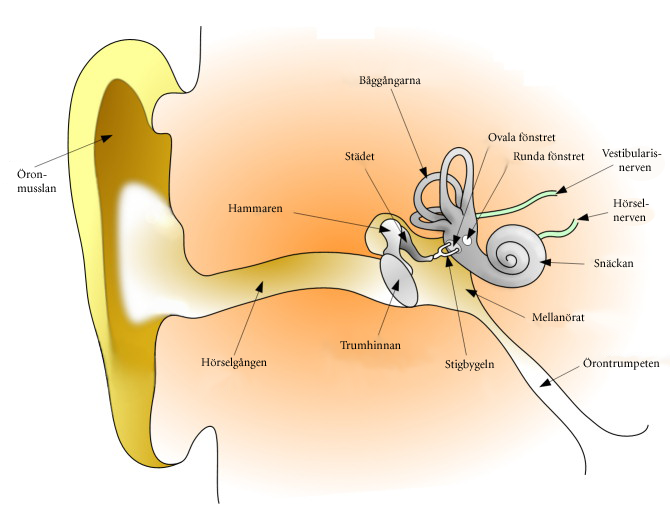 HumanEar Wikipedia