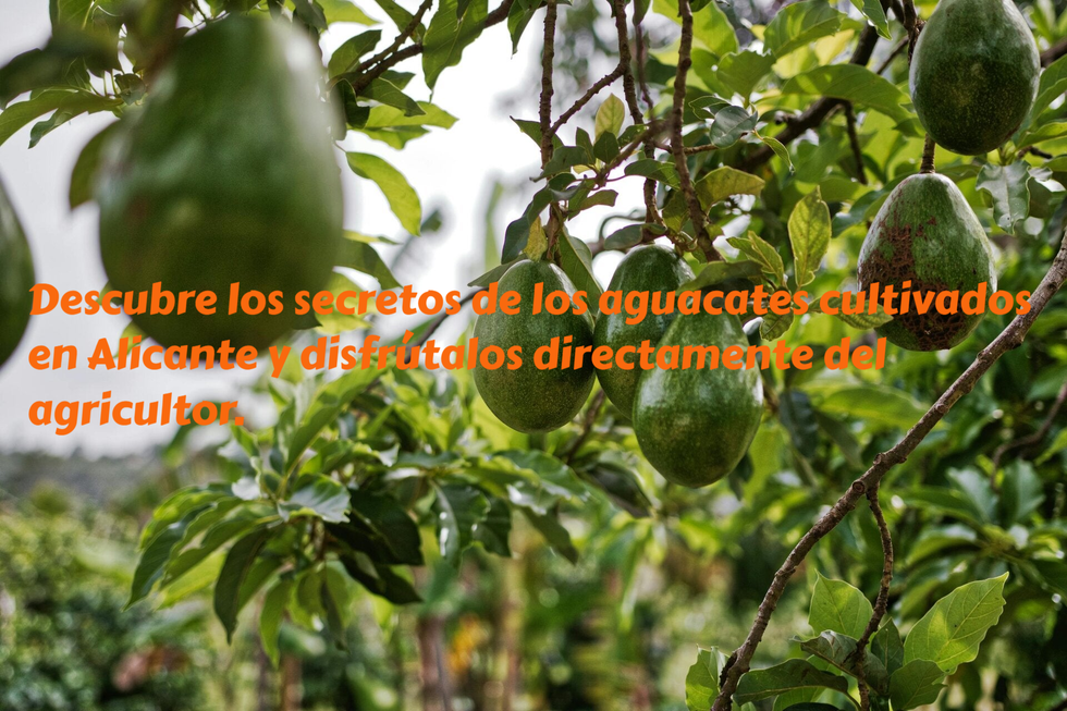 Descubre los secretos de los aguacates cultivados en Alicante y disfrútalos directamente del agricultor. a tu mesa