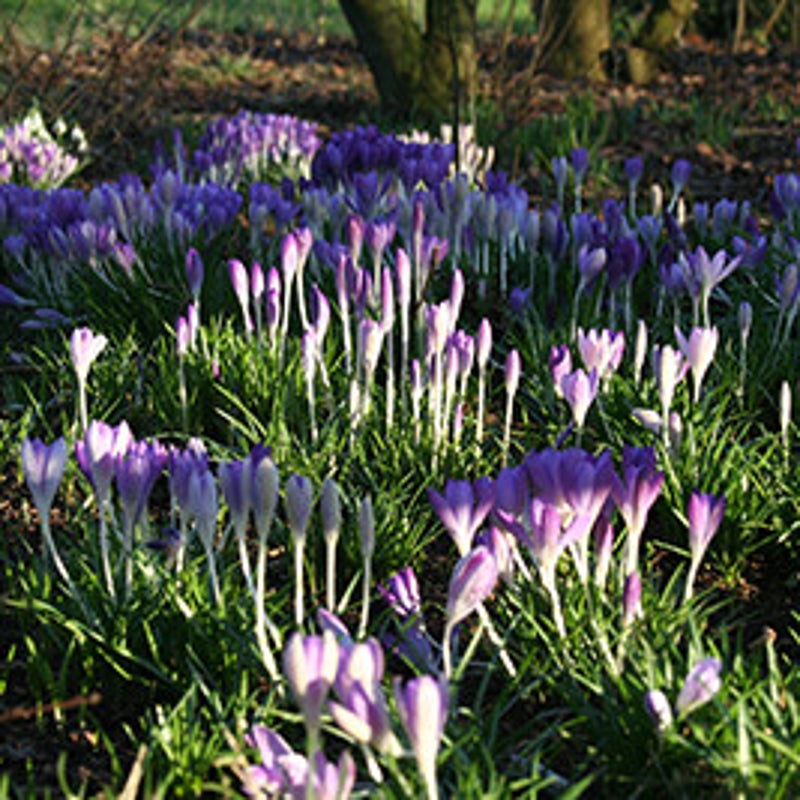 Boerhoes-bloem-krokus.jpg