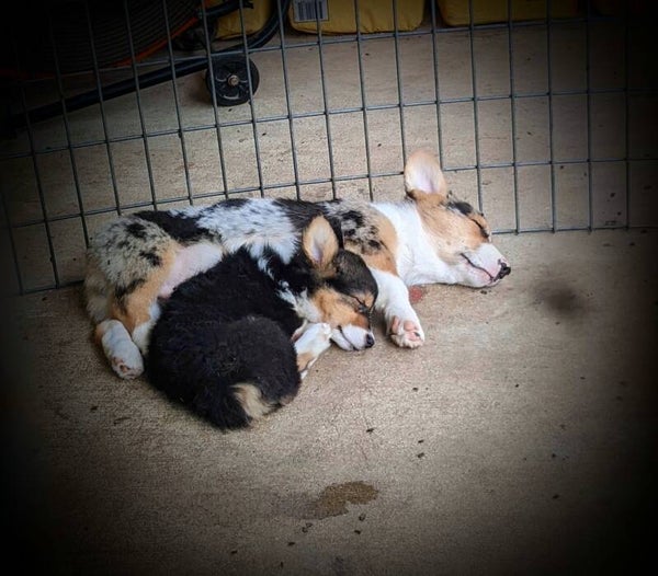 Goose + Meg Upcoming litter