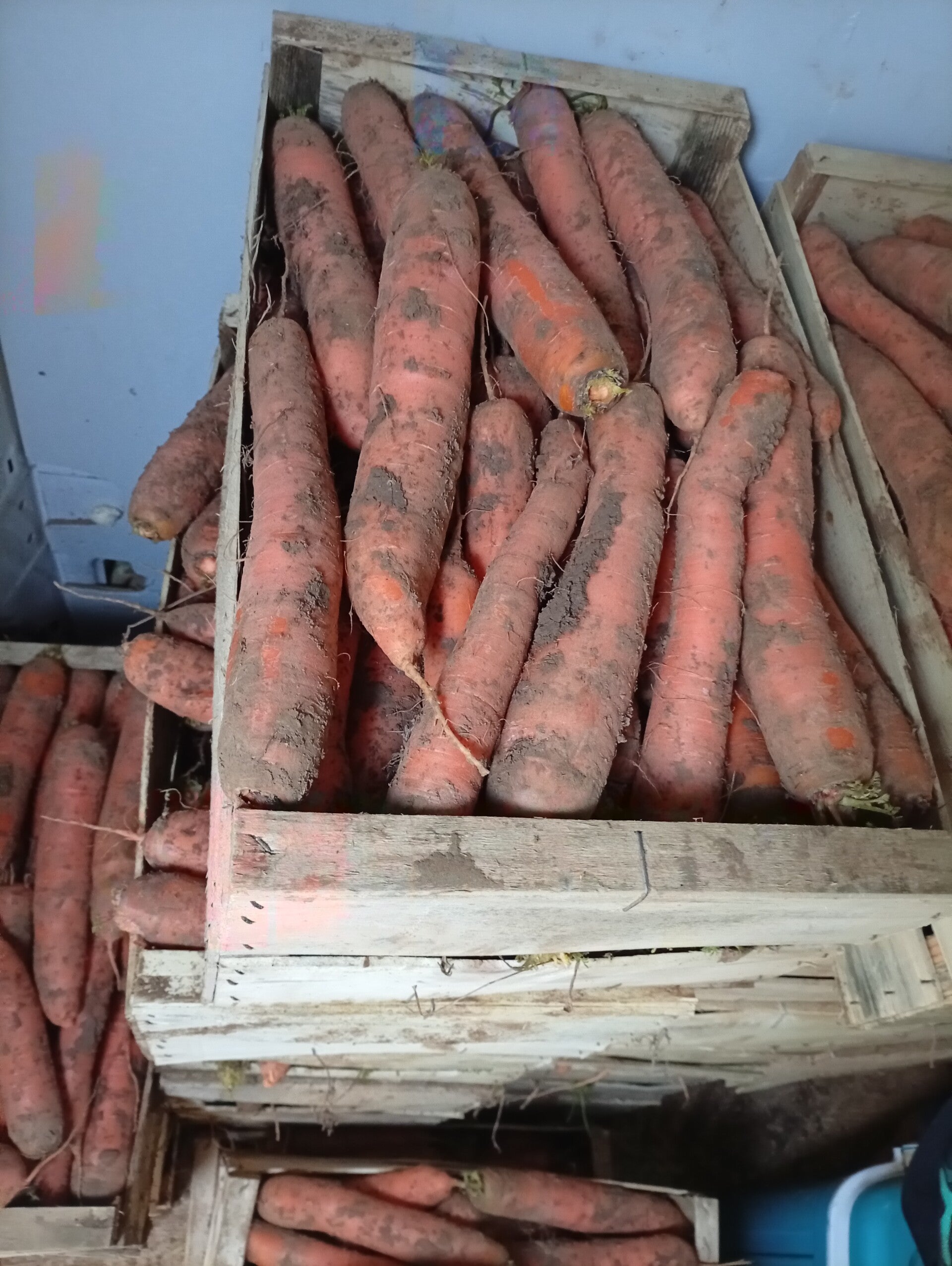 Carottes de terre