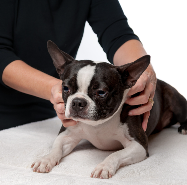 The Canine Myotherapy Foundation Program