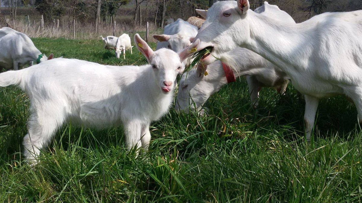 La Ferme des Chevres Feuilles
