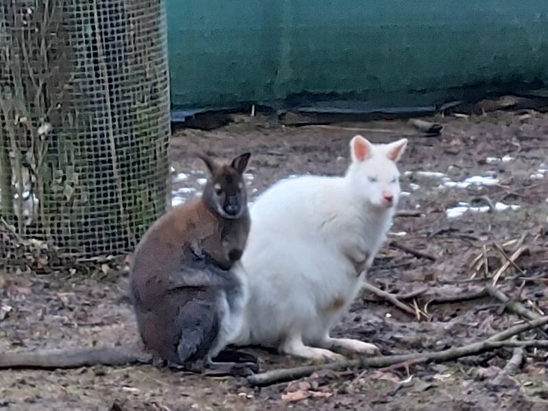 Kängurus - Steinefrenzer Bahnhof
