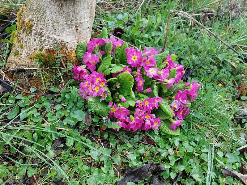 Frühlingserwachen im Westerwald