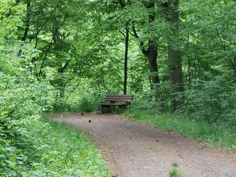 Wanderweg Malmeneich nach Niedererbach