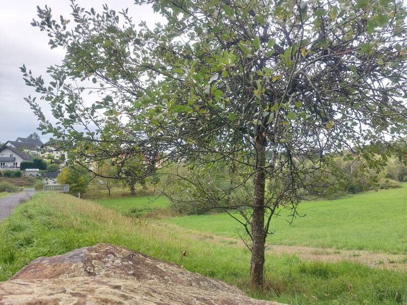Niedererbach