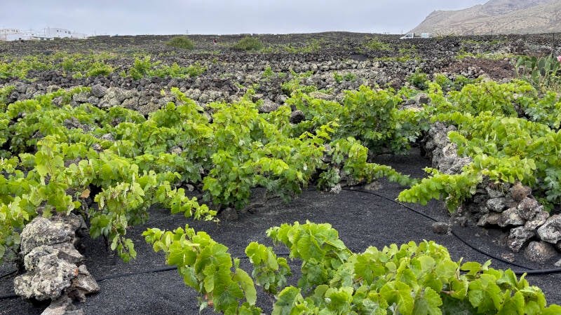 La Corona Vulkan Trekking Tour in Lanzarote - Juni 2026