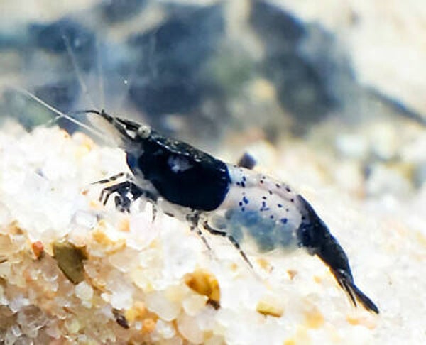 Low Grade Blue Cherry Shrimp