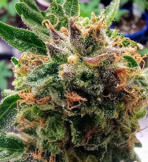 H.K.G.  Plasma F1 FEM (5pk)