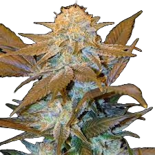 Critical Hog F2 REG (10pk)