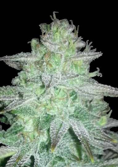 Gonzo #2 BX1  F2 REG (10pk)