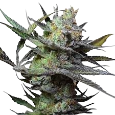 King Kong F2 REG (10pk)