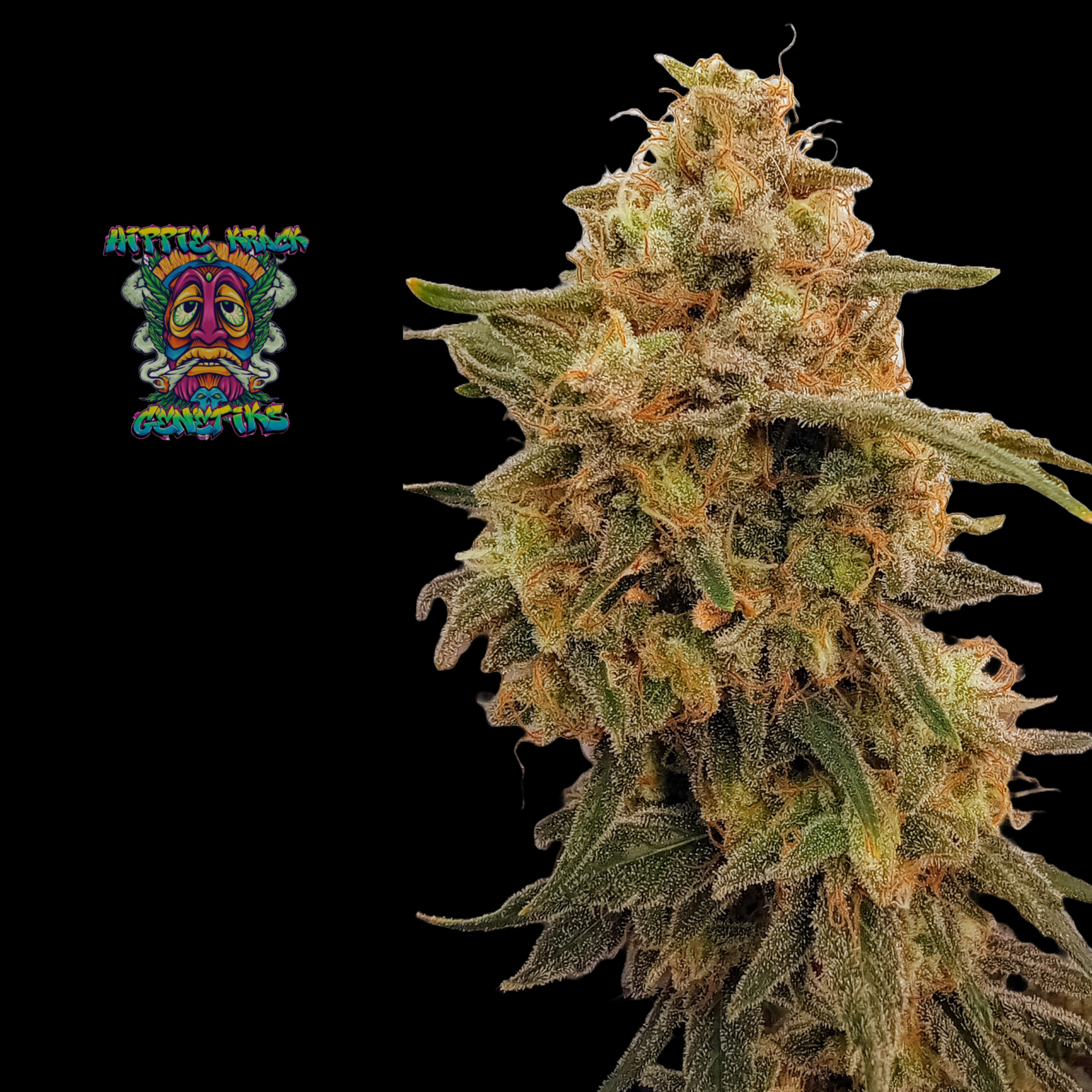 H.K.G. Red Raspberry Parfait F1 Fem (5pk)