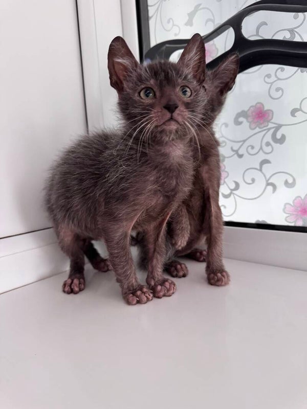 Lykoi boy
