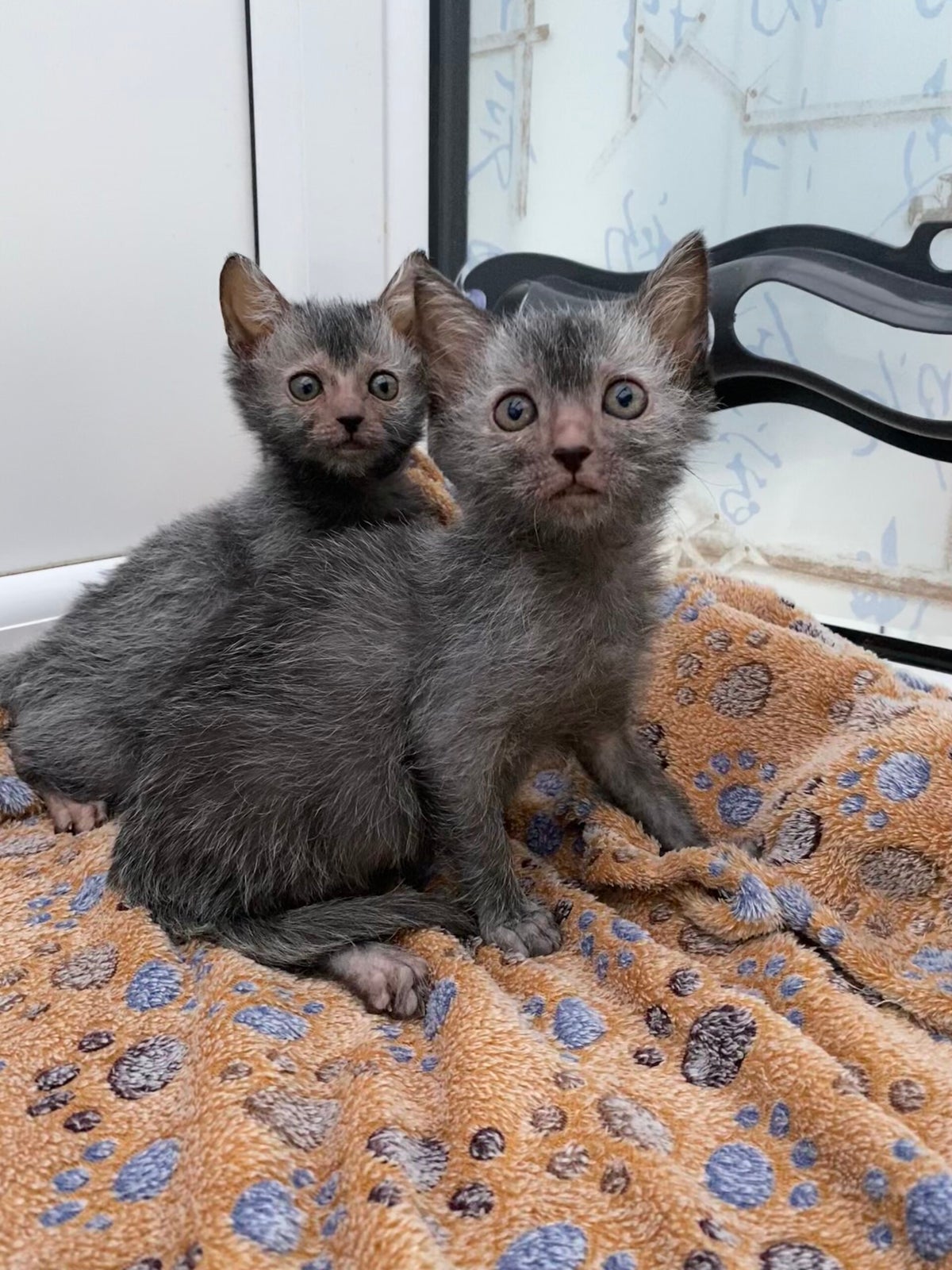 Project Lykoi Available Lykoi Kittens | Lykoi Elite Felines