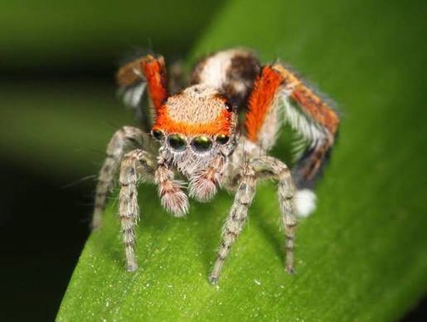 saitis barbipes springspin