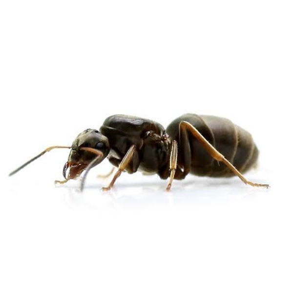 lasius niger koningin met broed