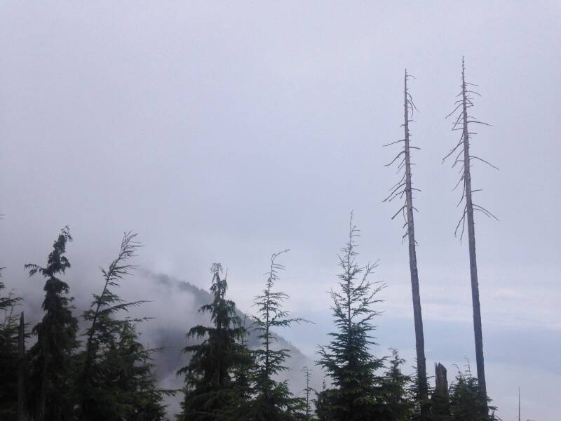 fog-at-cypress-nv-standard-rqs8he.jpg