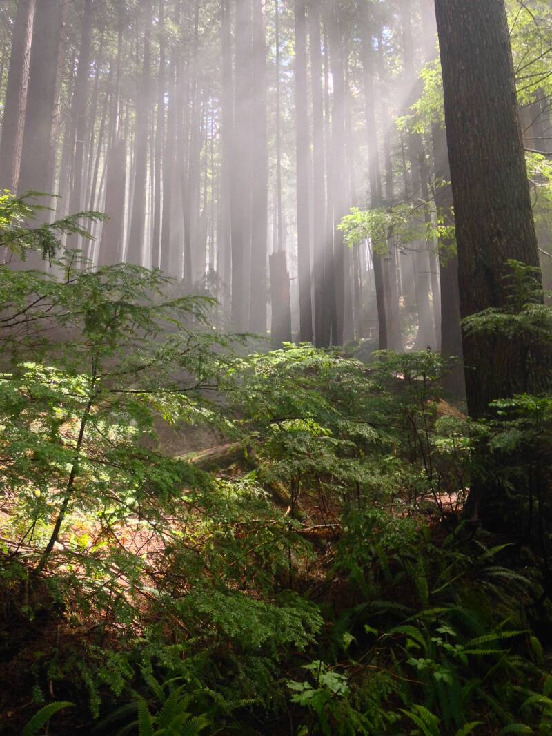 forest-light-nv-standard-oj2oje.jpg
