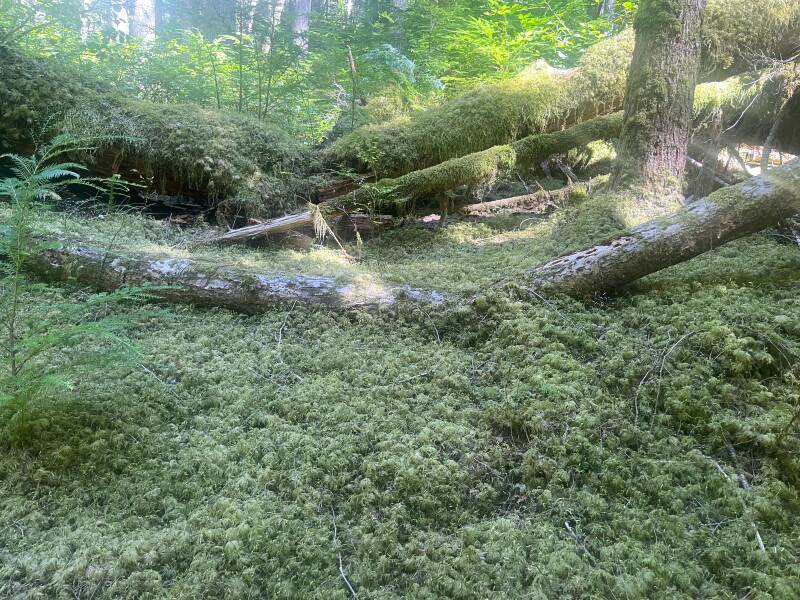 mossy-forest-floor-standard-iq5aoi.jpg