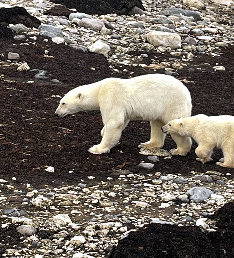 polar-bear-standard-62t50r.jpg