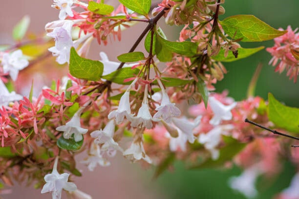 Abelia grandiflora C5