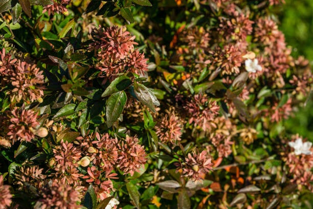 Abelia grandiflora Sherwood C5