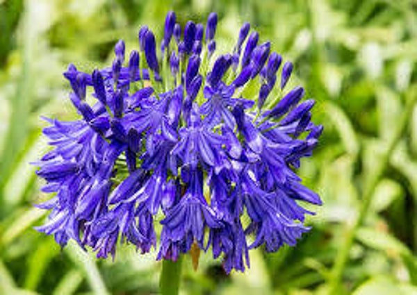 Agapanthus Black beauty C7,5
