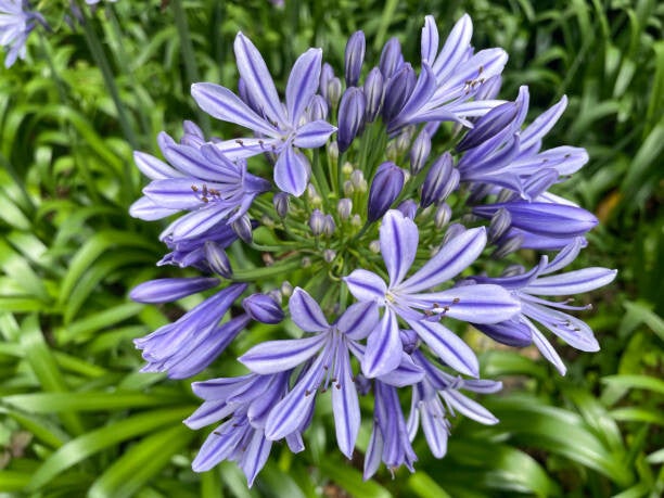 Agapanthus Lilac Flash C7,5