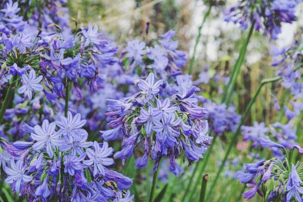 Agapanthus Northern Star C7,5
