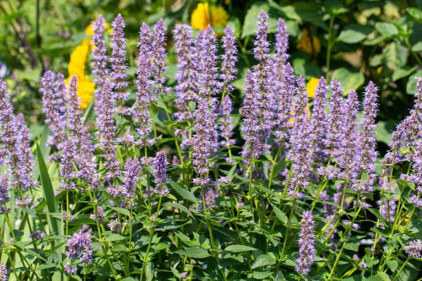 Agastache ‘Blue Fortune’ P9