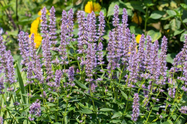 Agastache ‘Blue Fortune’ P9