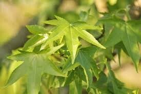 Amberboom haagelement