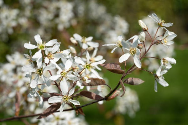 Amelanchier lamarckii