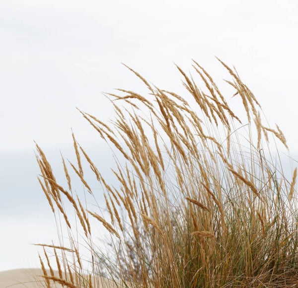 Ammophila arenaria