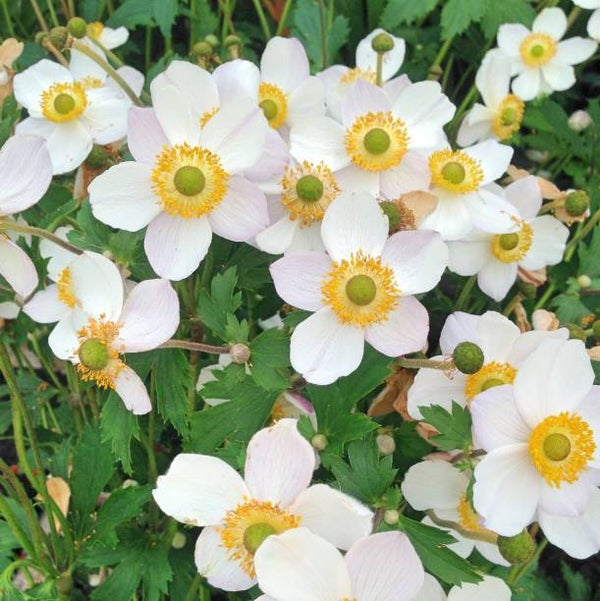 Anemone Elfin Swan (Wit) C3