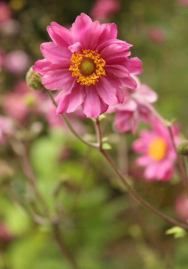 Anemone hybrida Königin Charlotte (roze) C3