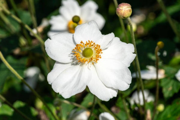 Anemone hybrida 'Honorine Jobert' P9