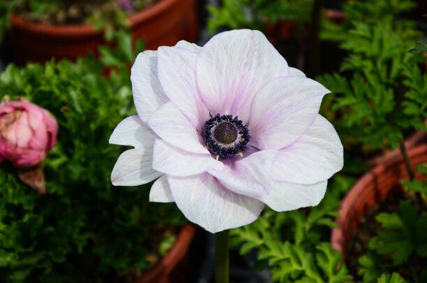 Anemone Regal Swan C3