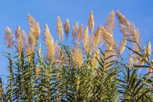 Arundo donax C3