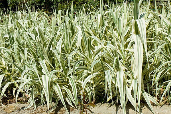 Arundo donax Variegata C3